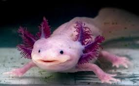 Axolotl ısırır mı