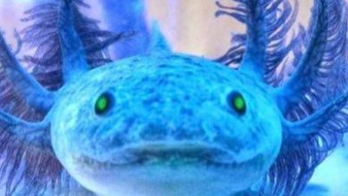 Mavi Axolotl fiyat