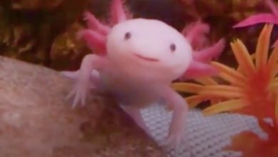 pembe axolotl